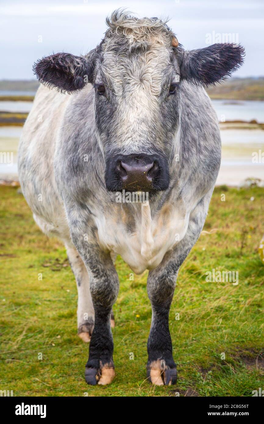 Mucche e polpacci su campi verdi freschi a Connemara in Irlanda Foto Stock