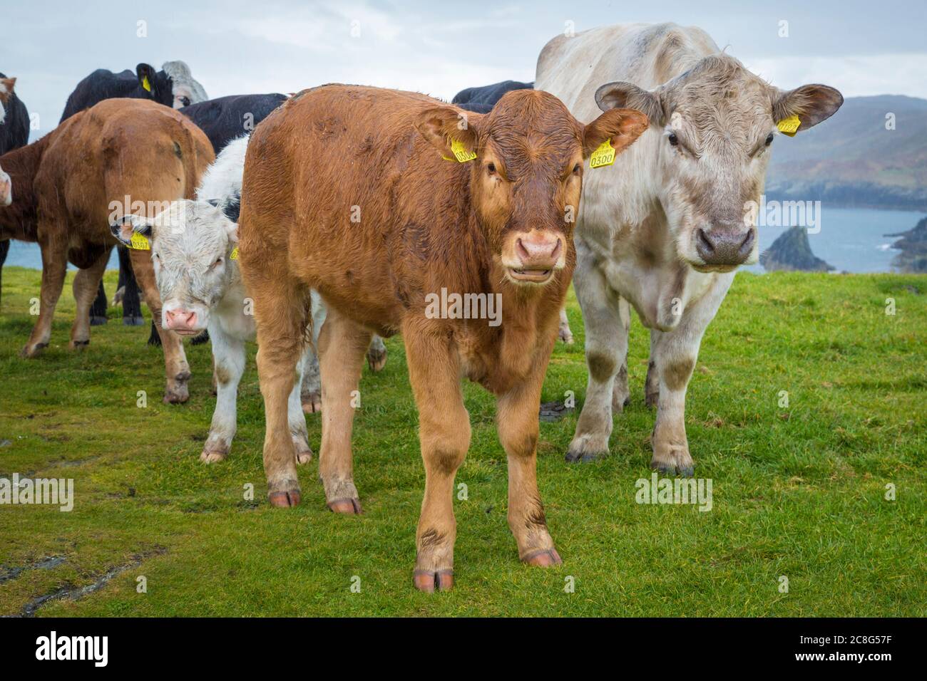 Mucche e polpacci su campi verdi freschi a Connemara in Irlanda Foto Stock