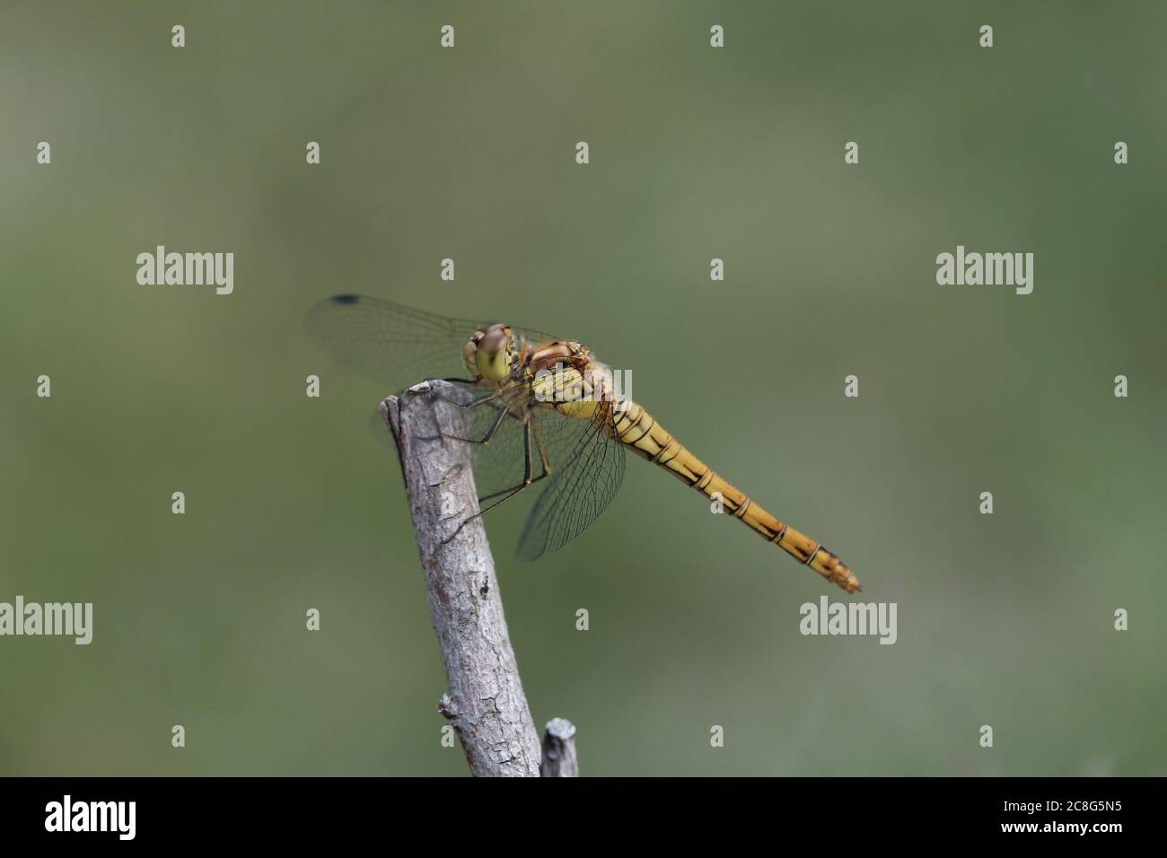 Una Darter comune femminile (Sympetrum striolatum) poggia su uno stelo mentre poggia pregare. I maschi sono di colore rosso, mentre le femmine si trasformano da giallo a marrone. Foto Stock