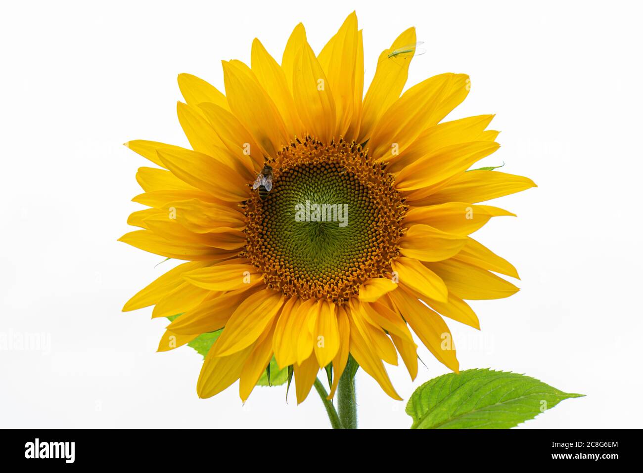 Un'ape di miele e una lacewing su un singolo girasole gigante raggio di sole (Helianthus annuus) Foto Stock