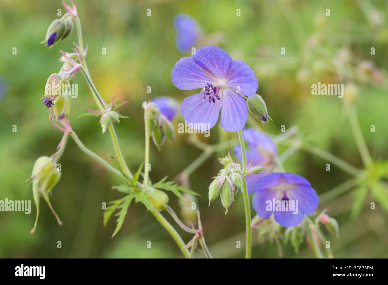 Geranio pratense, prato di gru-fattura fiori macro fuoco selettivo Foto Stock