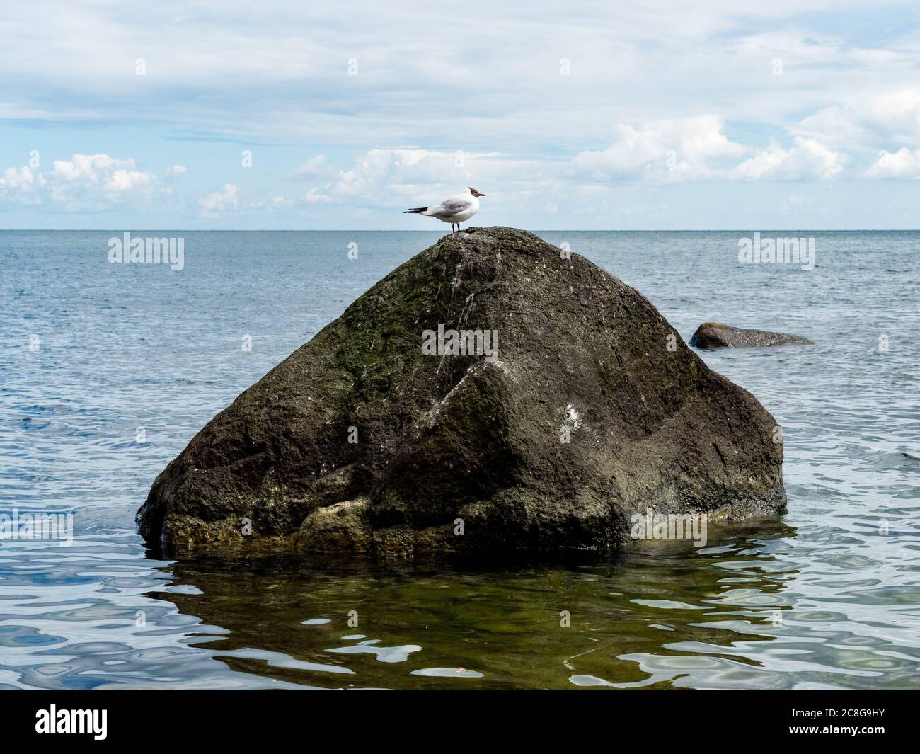 Stehende wartende Möwe auf Rügen am Hafen Strand Küste auf Nahrungssuche Eismöwe weiße graue Möwe Sassnitz Foto Stock