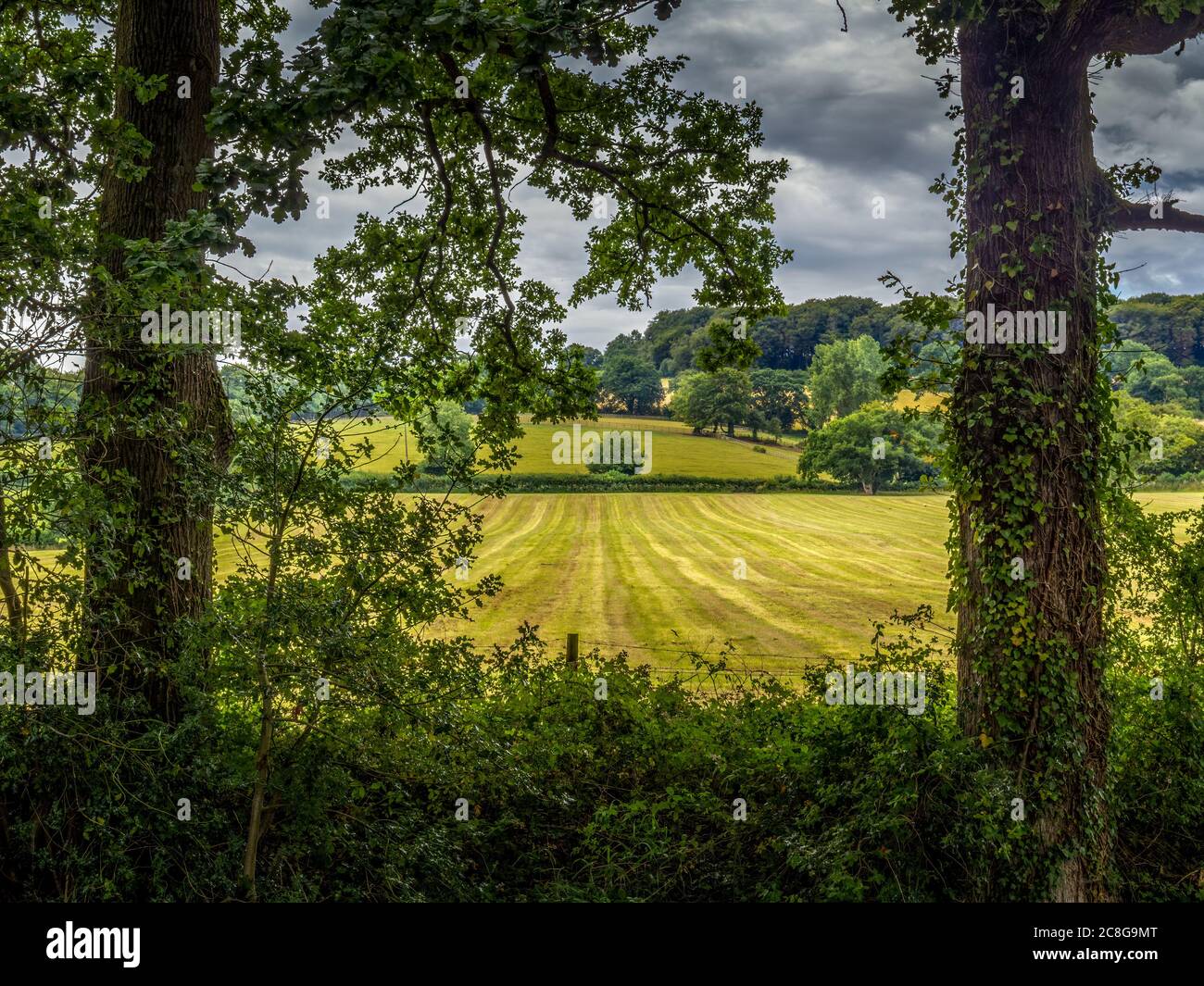 Tipico paesaggio di campagna inglese. Alberi e campo. Devon orientale. Luglio. Foto Stock
