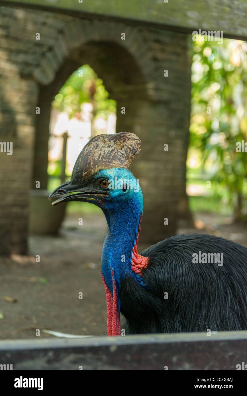 Bali Bird Park in Sanur Foto Stock