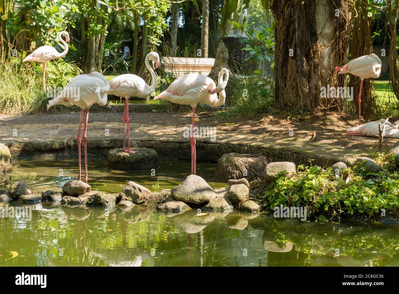 Bali Bird Park in Sanur Foto Stock