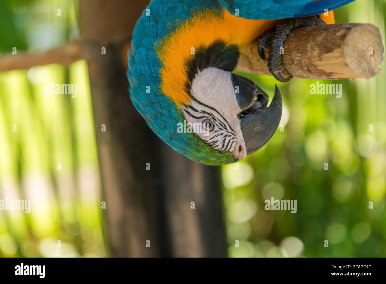 Bali Bird Park in Sanur Foto Stock