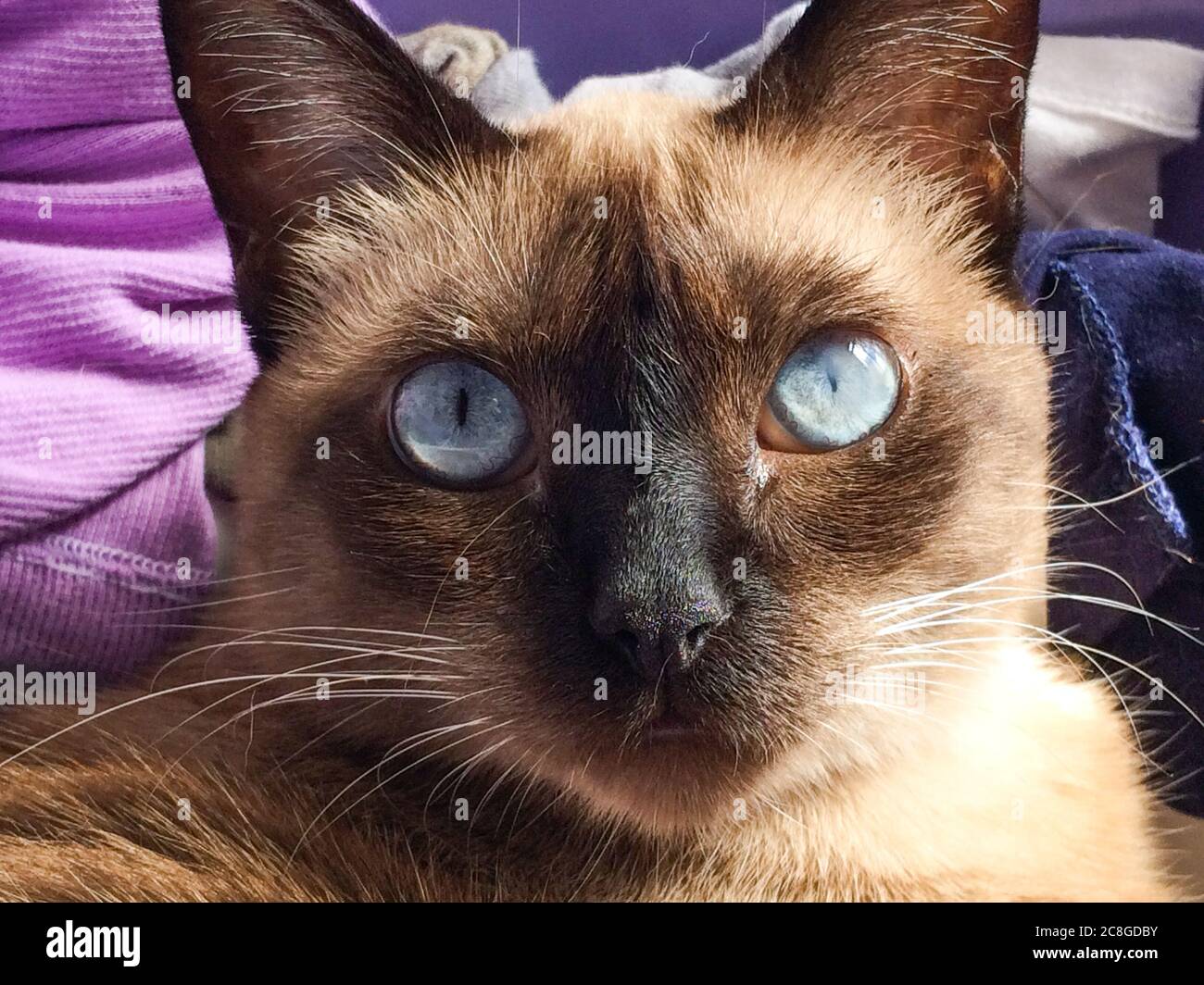 primo piano sul viso di gatto siamese con occhi blu aperti che guardano alla macchina fotografica Foto Stock