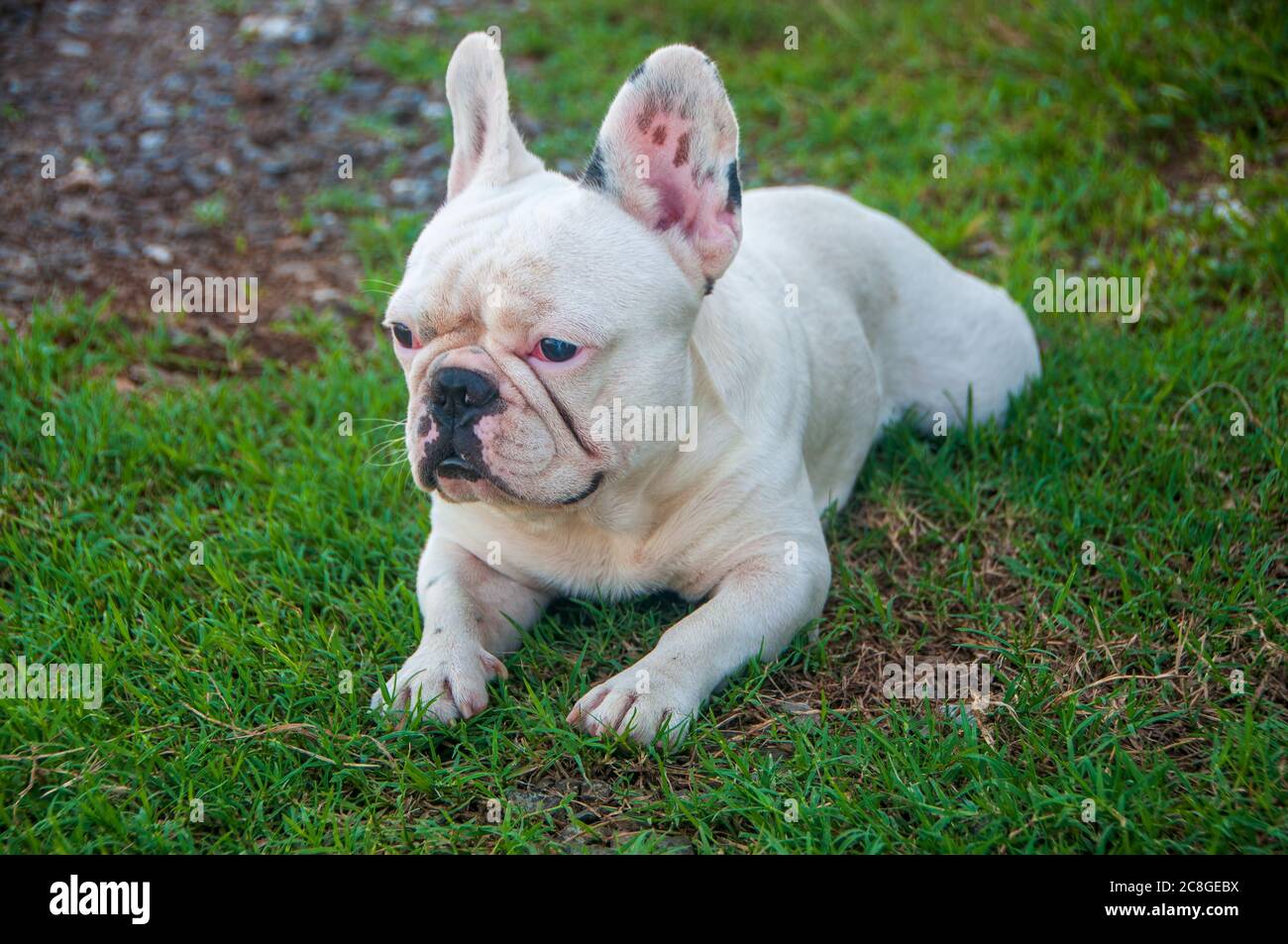 Bulldog francese che si posa sull'erba in giardino cercando e guardando per qualcosa. Foto Stock