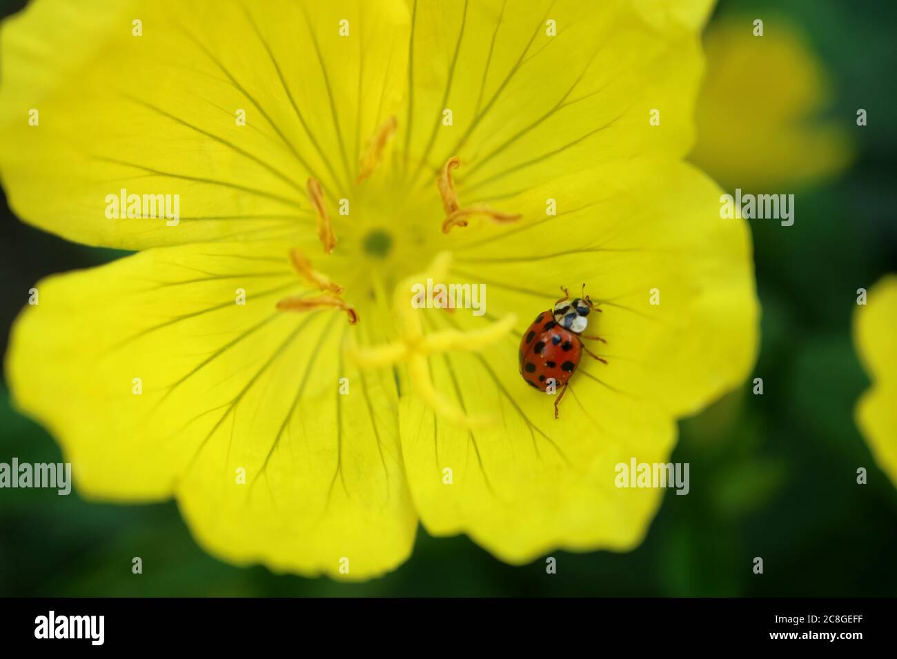 Ladybug rosso su fiore giallo in giardino, ladybug rosso su macro fiore giallo, insetto su fiore, insetto fauna selvatica, foto floreale, fotografia macro, stock Foto Stock