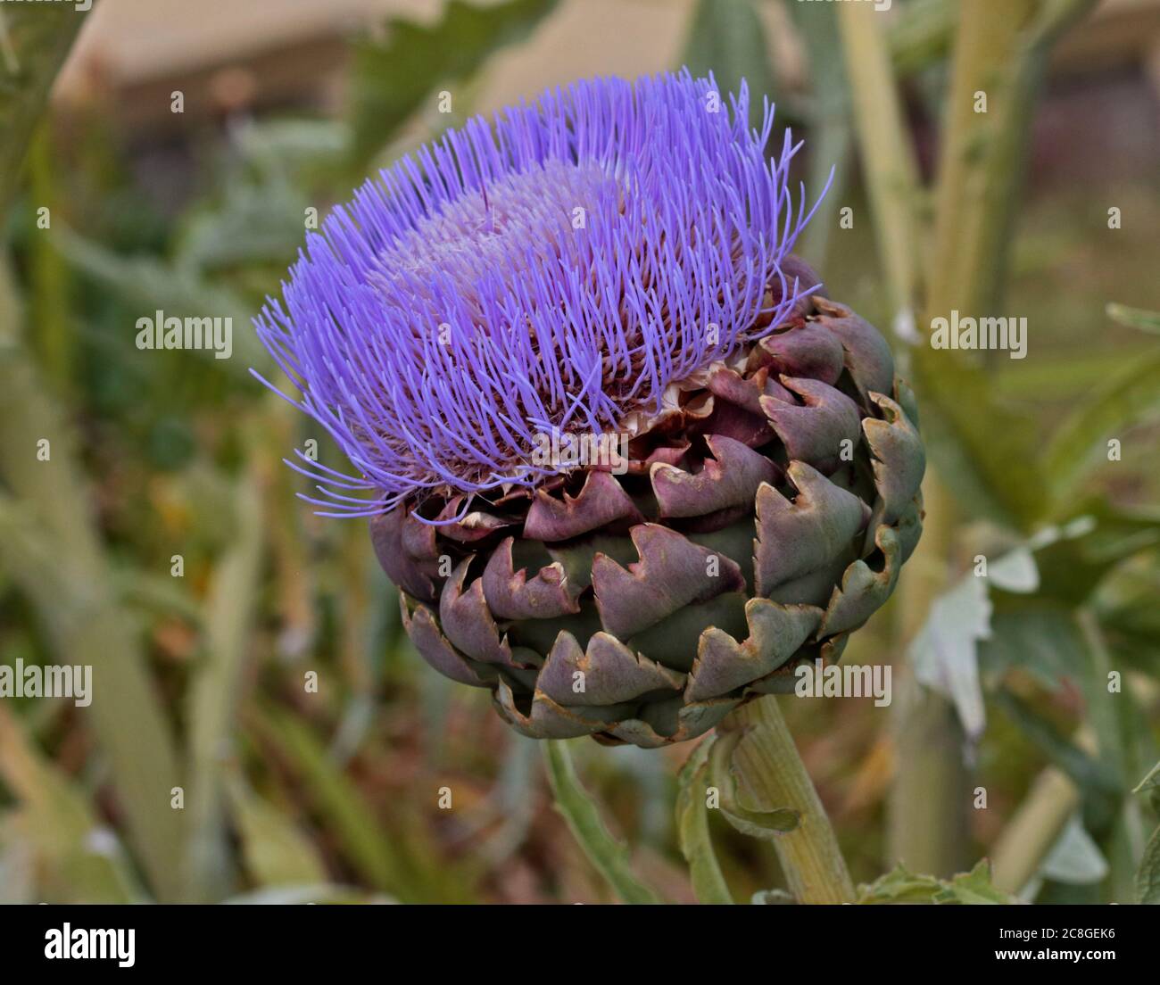 Carciofo globo (cynara scolymus) Foto Stock