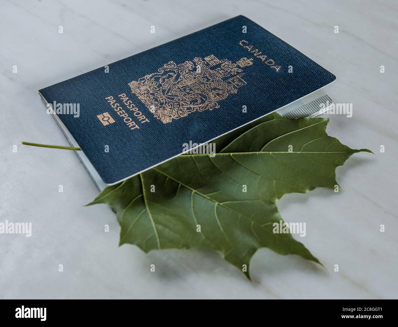 All'interno del passaporto canadese, una foglia di acero verde. Foto Stock