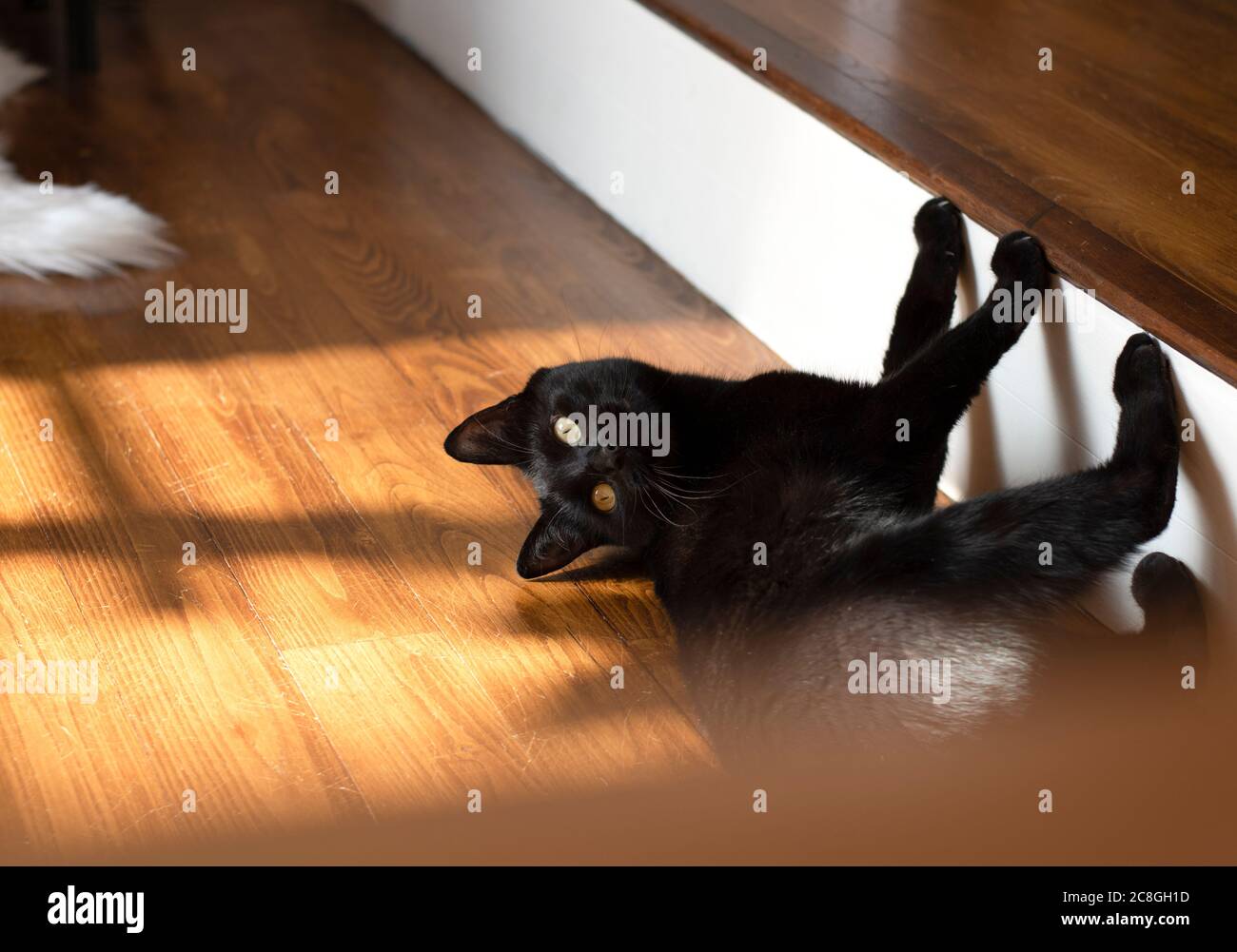 Il giovane gatto domestico gioca al sole sul pavimento di legno Foto Stock