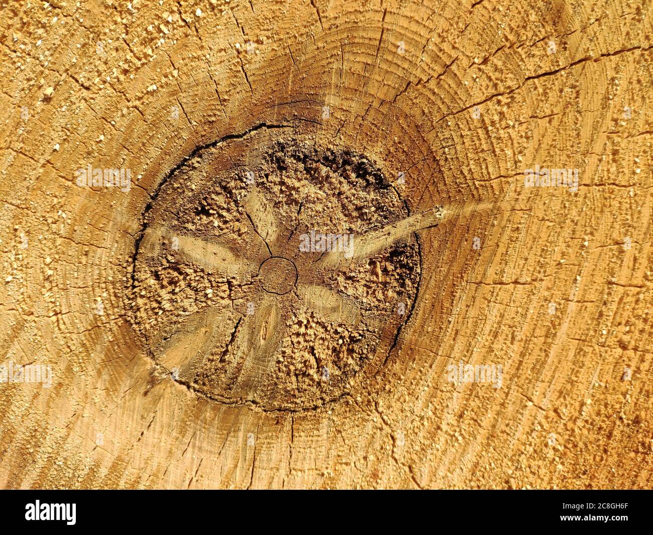 Tronco di albero, sezione trasversale con nucleo decadente, abete (Picea abies), Germania Foto Stock