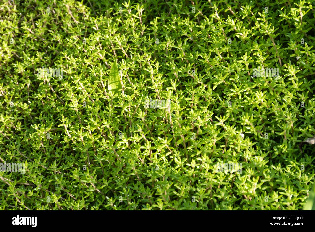 Crassula helmsii, una pianta non nativa invasiva stagno nel Regno Unito, anche chiamato palude stonecrop o neozelandese pigmyweed Foto Stock