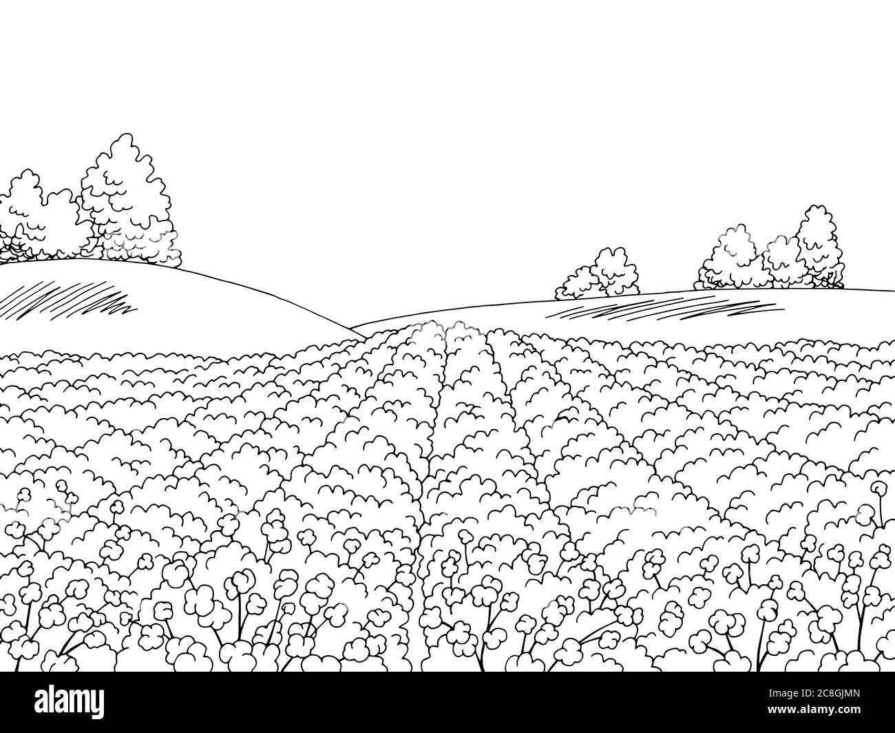 Grafico campo cotone grafico bianco nero disegno orizzontale vettore illustrazione Illustrazione Vettoriale