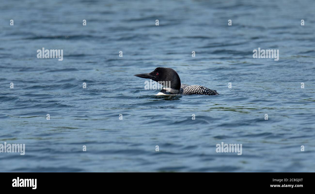 Primo piano di un uccello loon comune nuotare in un lago in Ontario. Foto Stock