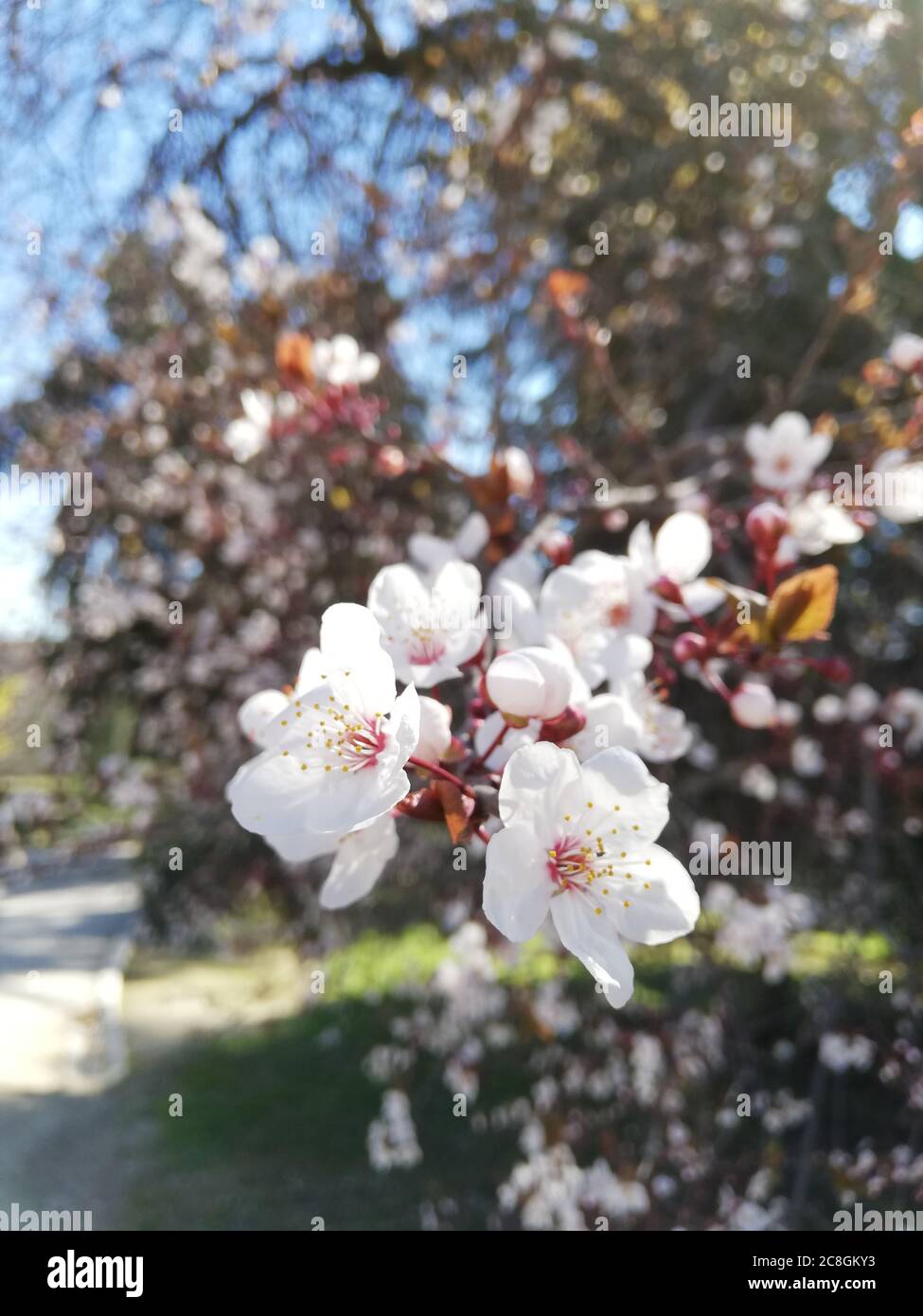 Flor almonda en primavera en el parque del Retiro Foto Stock