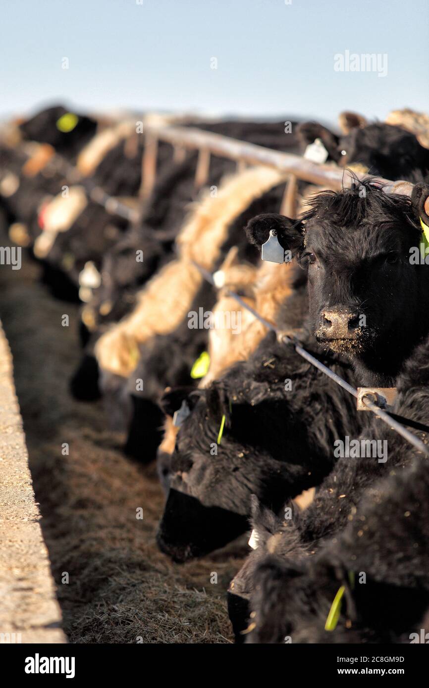 Razze miste di bestiame che pascolano in un lotto di alimentazione di bestiame. Foto Stock