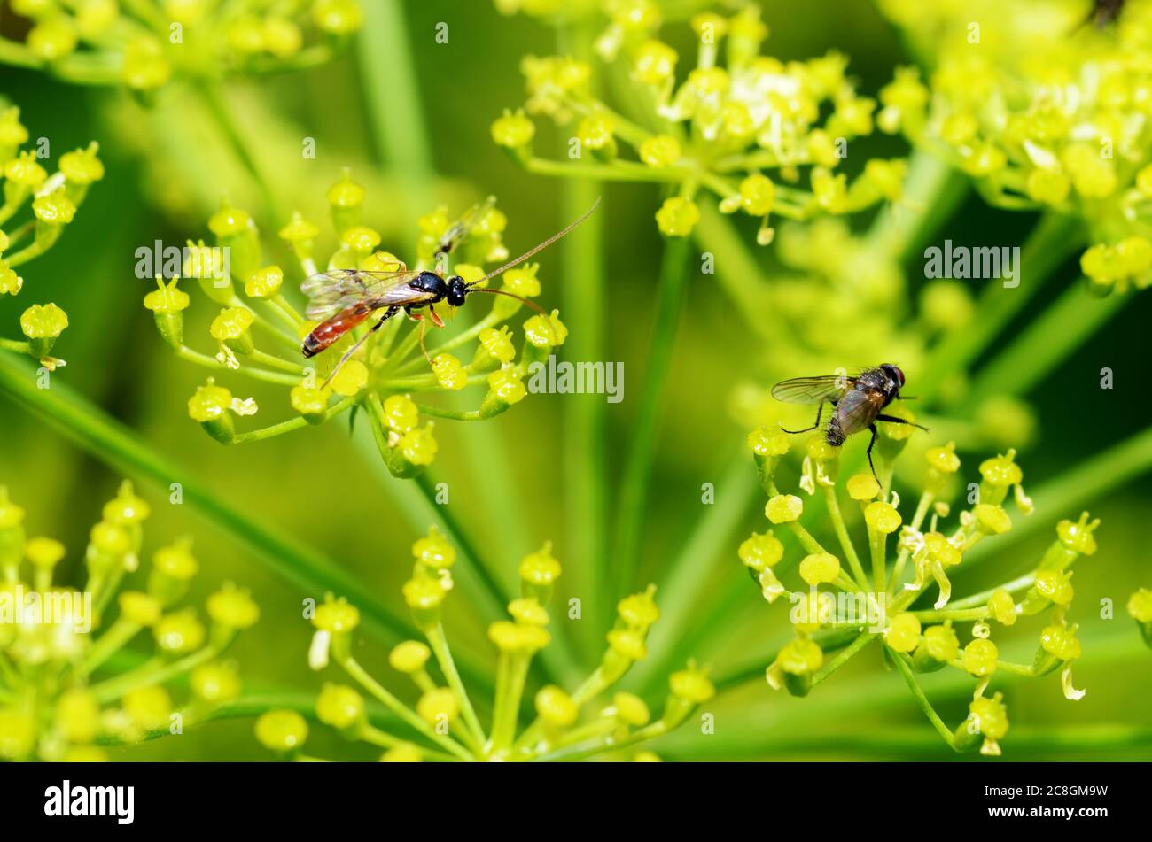Piante fioriscono in summer. Insetti vari alimentano su polline di pianta. Foto Stock