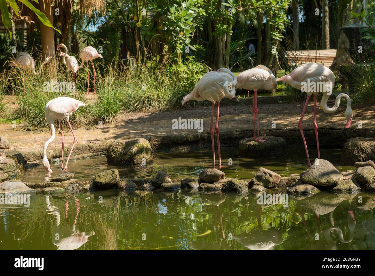 Bali Bird Park in Sanur Foto Stock