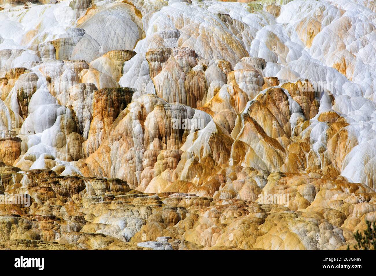 Le sorgenti termali di Mammouth nel parco nazionale di Yellowstone sono un accumulo di carbonato di caclio, colorato da batteri che vivono in acqua ad alta temperatura. Foto Stock