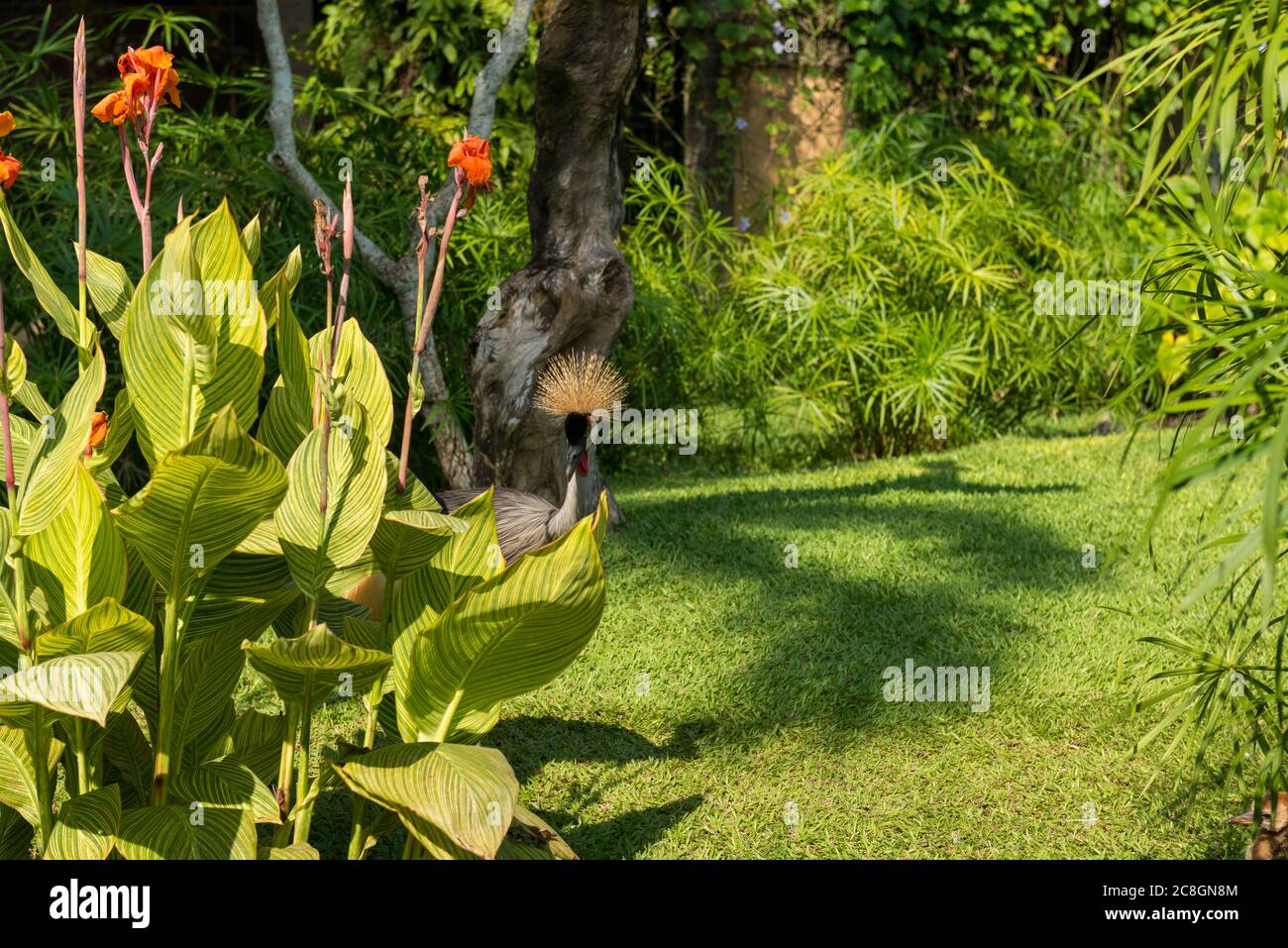 Bali Bird Park in Sanur Foto Stock