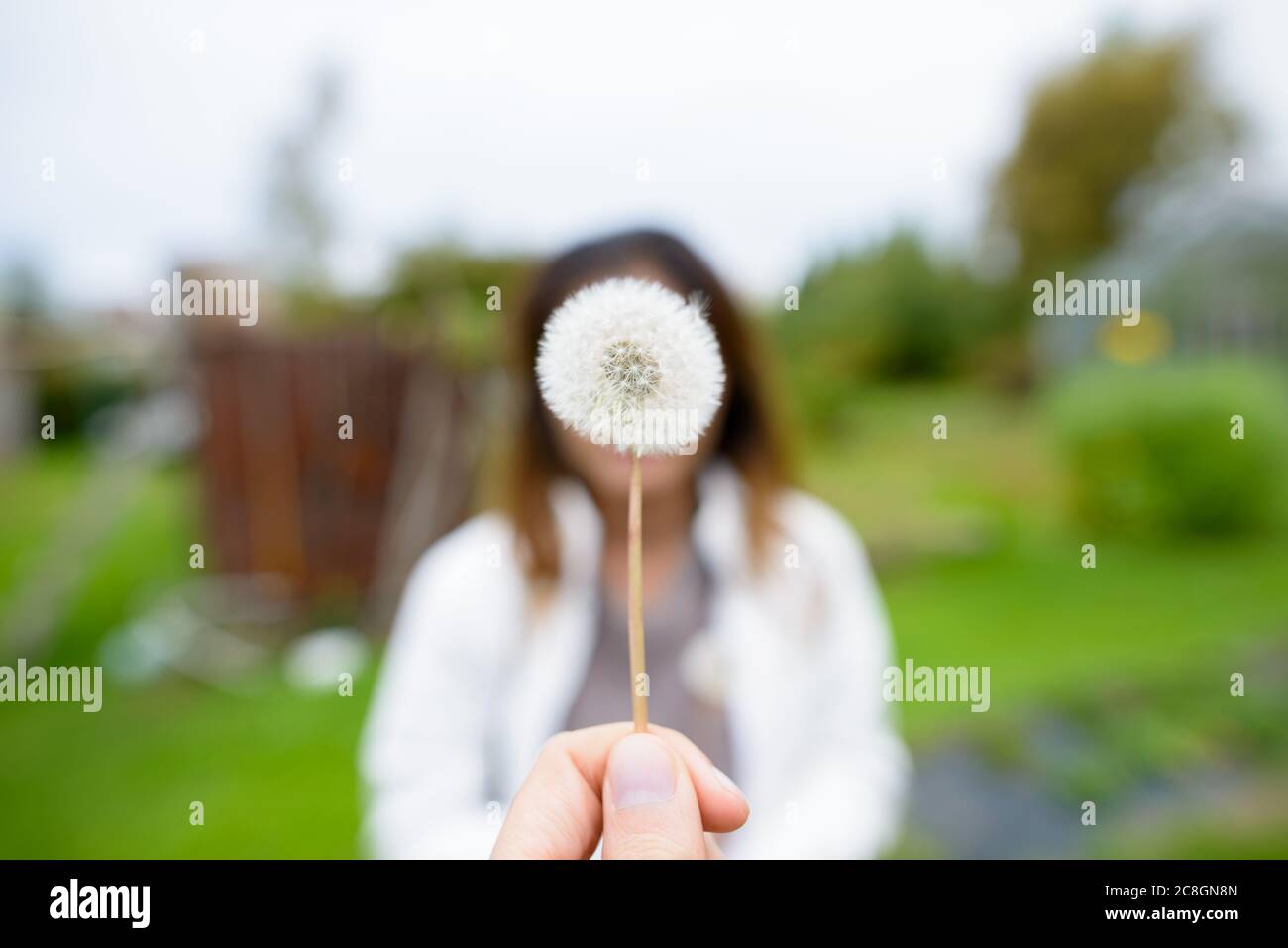 Fiore di dente di leone che fiorisce in primavera contro la giovane donna come sfondo offuscato Foto Stock