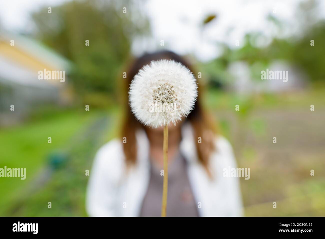 Fiore di dente di leone che fiorisce in primavera contro la giovane donna come sfondo offuscato Foto Stock