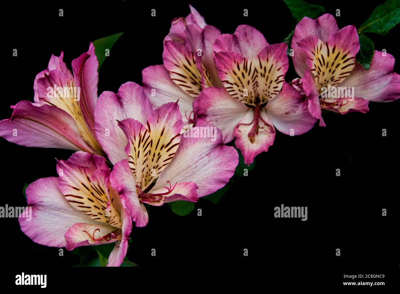 Vivace fiore giglio peruviano rosa su sfondo nero Foto Stock