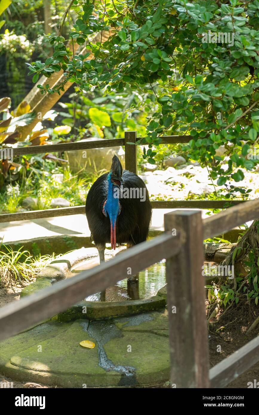Bali Bird Park in Sanur Foto Stock