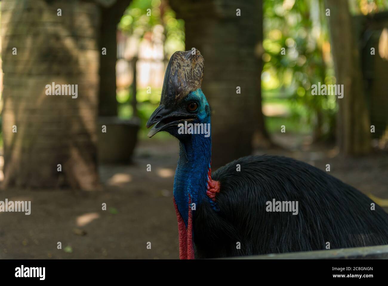 Bali Bird Park in Sanur Foto Stock