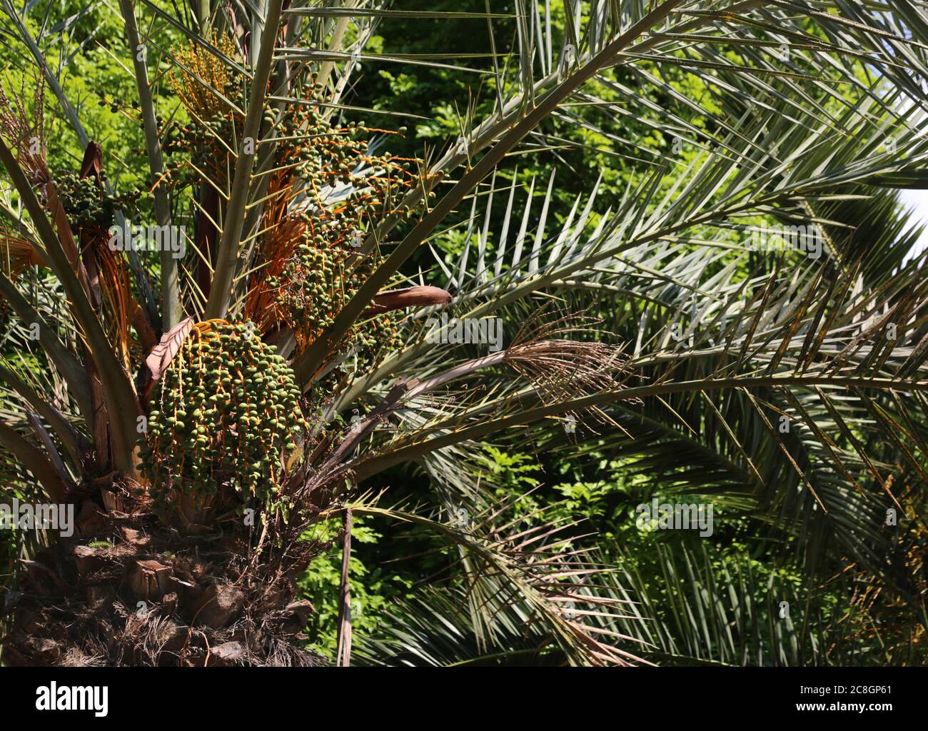 Attard. Malta. Giardini di San Anton. Palmo della data. Foto Stock