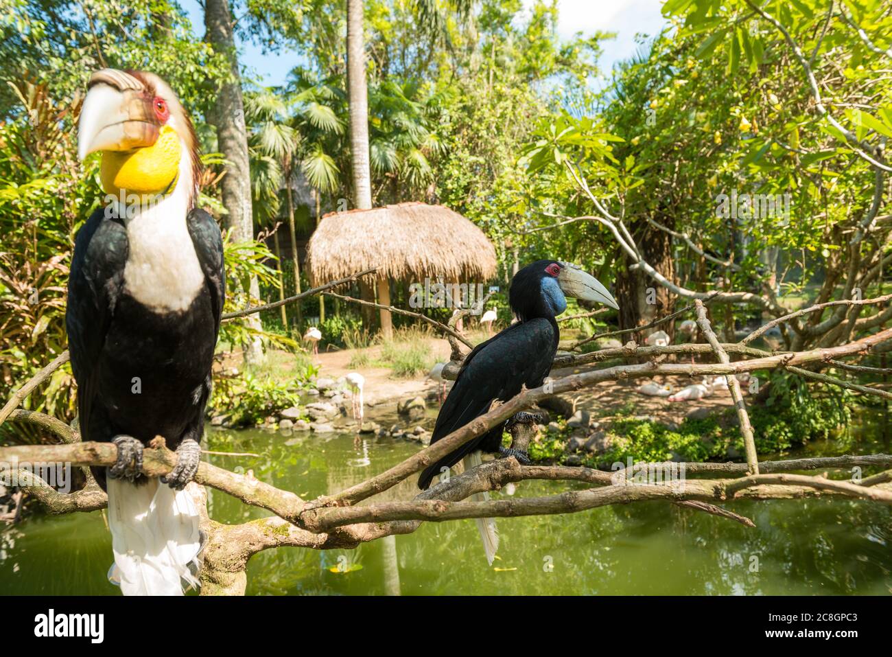 Bali Bird Park in Sanur Foto Stock