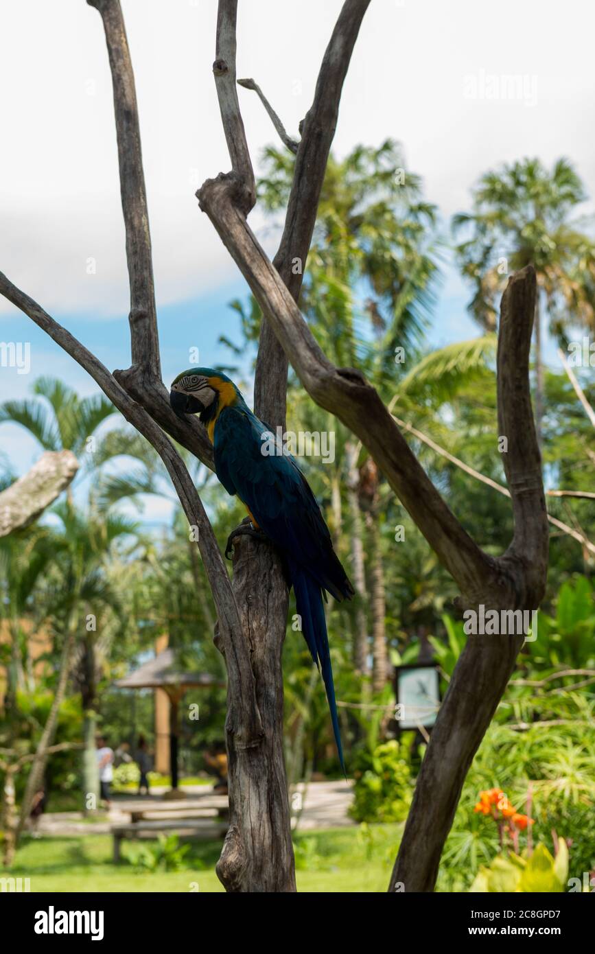 Bali Bird Park in Sanur Foto Stock