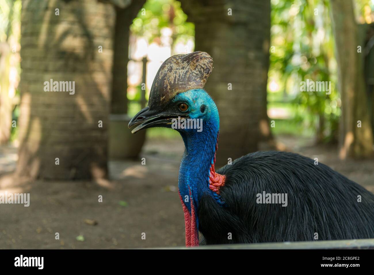 Bali Bird Park in Sanur Foto Stock
