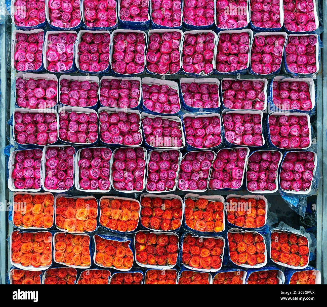 Fucsia e rose arancioni imballate e pronte per l'esportazione nei pressi di Tabacundo e Cayambe, a nord di Quito, Ecuador. La Rosa è il fiore nazionale. Foto Stock