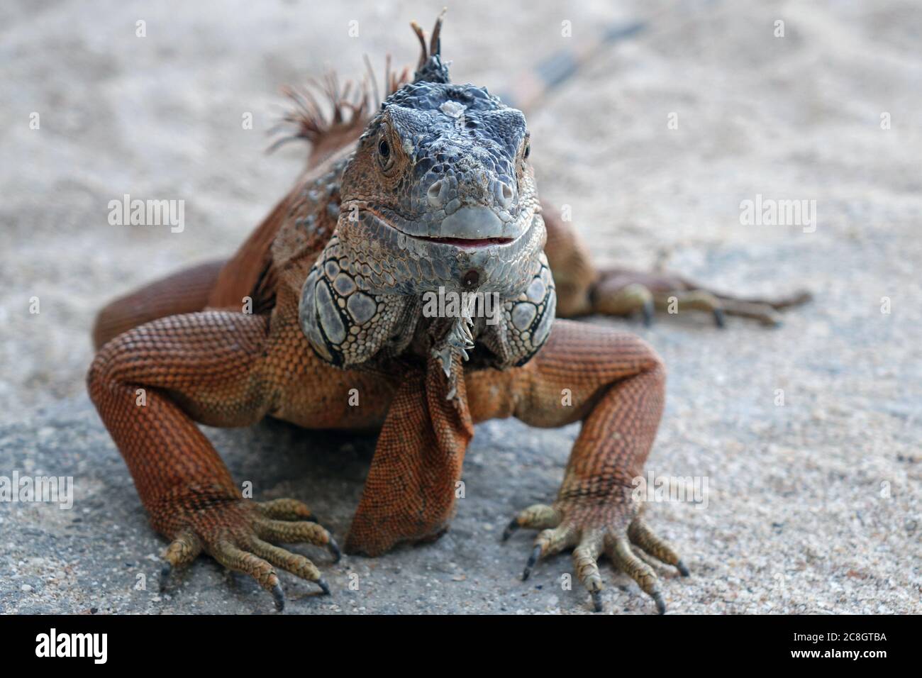 iguana su un terreno sabbioso Foto Stock