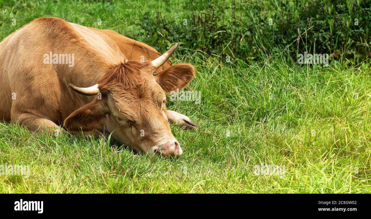 Giovane mucca marrone chiaro giace rilassato nell'erba. Una bella scena. Foto Stock