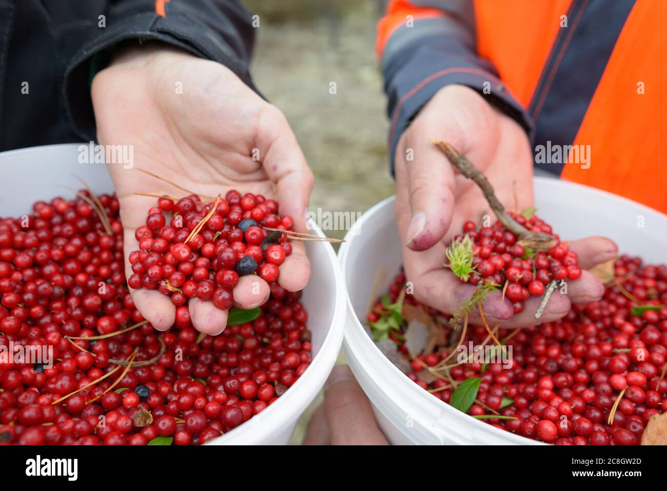 Mani di due uomini che tengono il secchio pieno di lingonbacche appena raccolte nella foresta Foto Stock