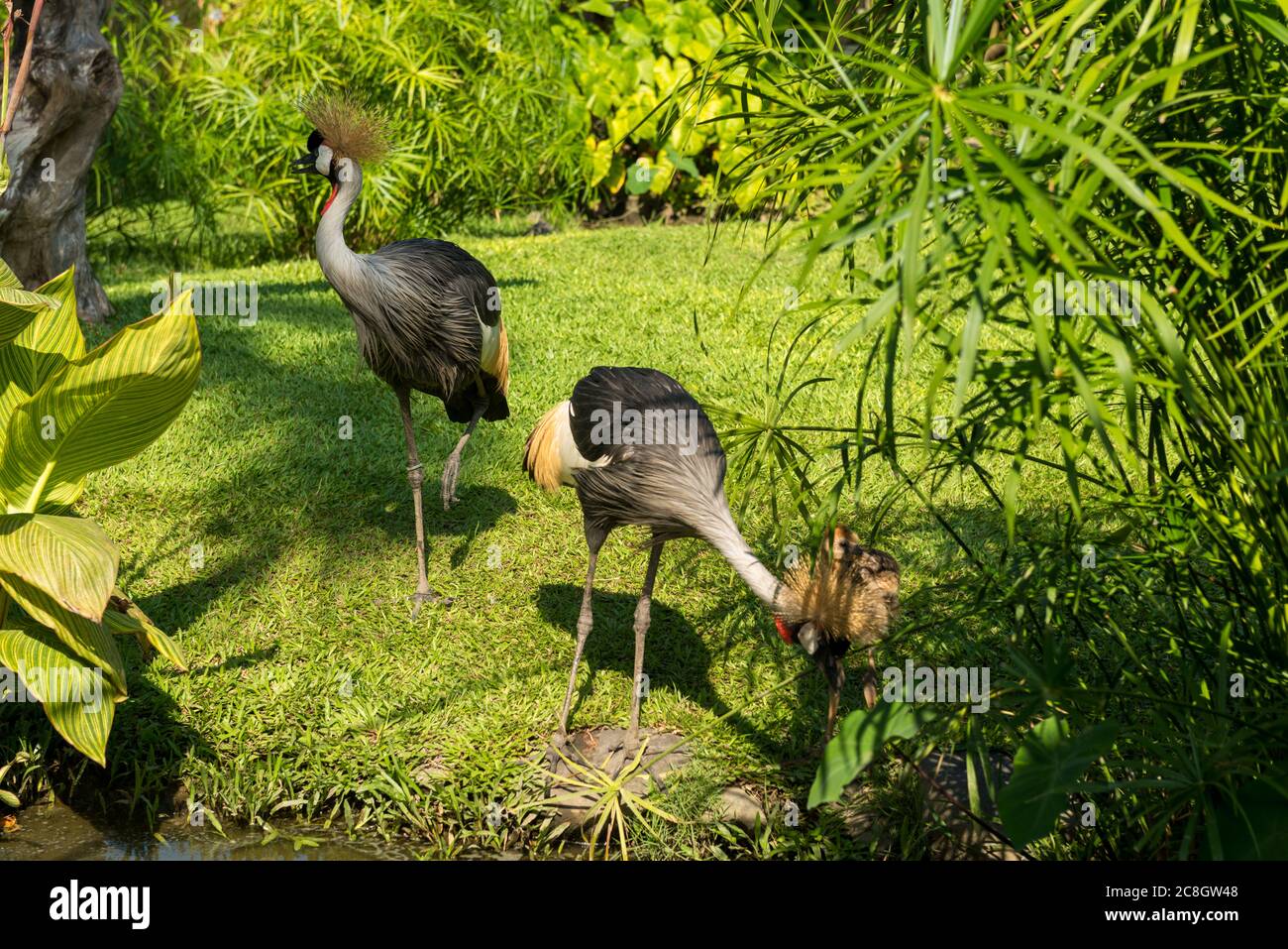 Bali Bird Park in Sanur Foto Stock
