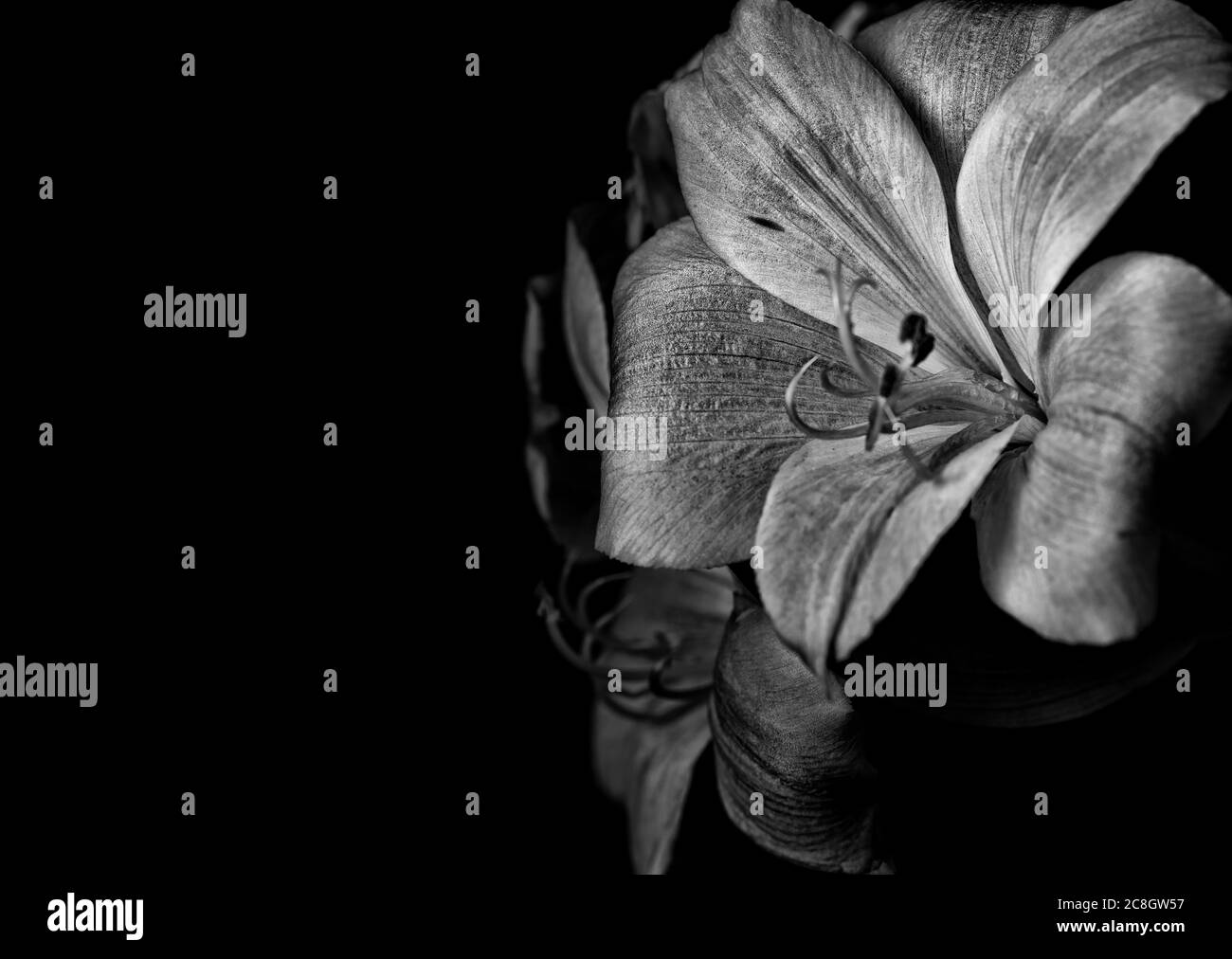 Giglio peruviano in bianco e nero Foto Stock