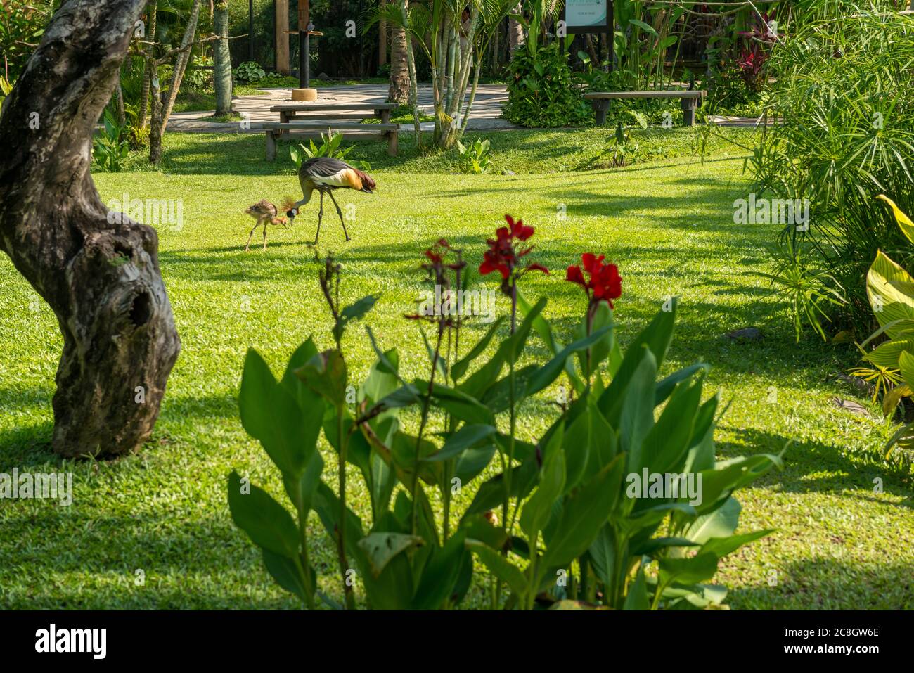 Bali Bird Park in Sanur Foto Stock