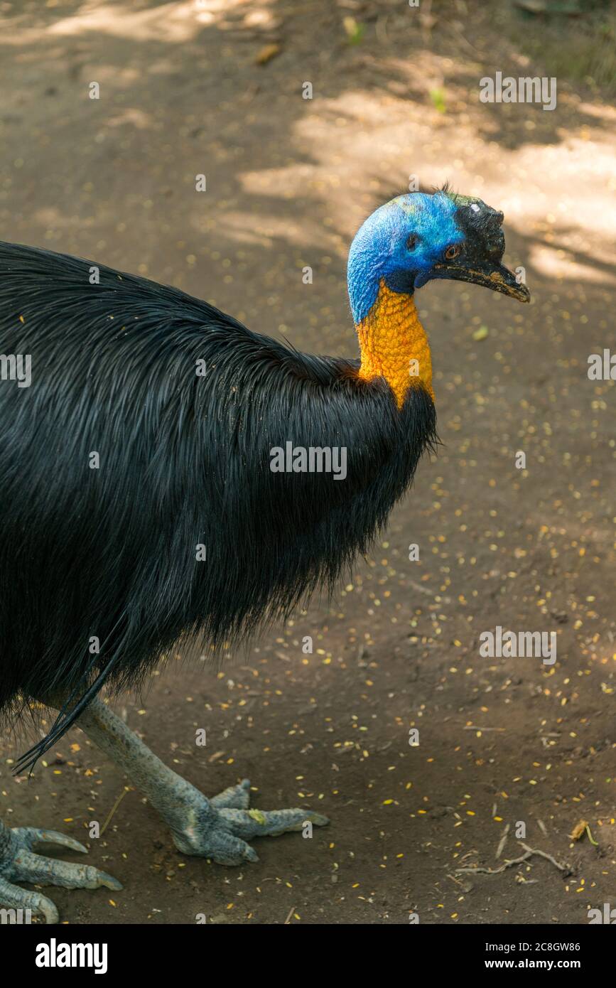 Bali Bird Park in Sanur Foto Stock