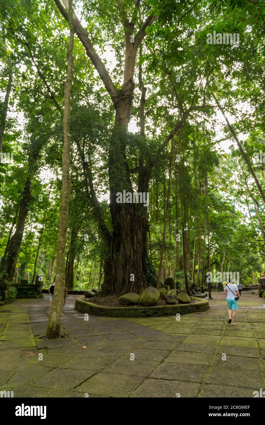 Vista della Foresta delle scimmie sacre a Ubud Foto Stock