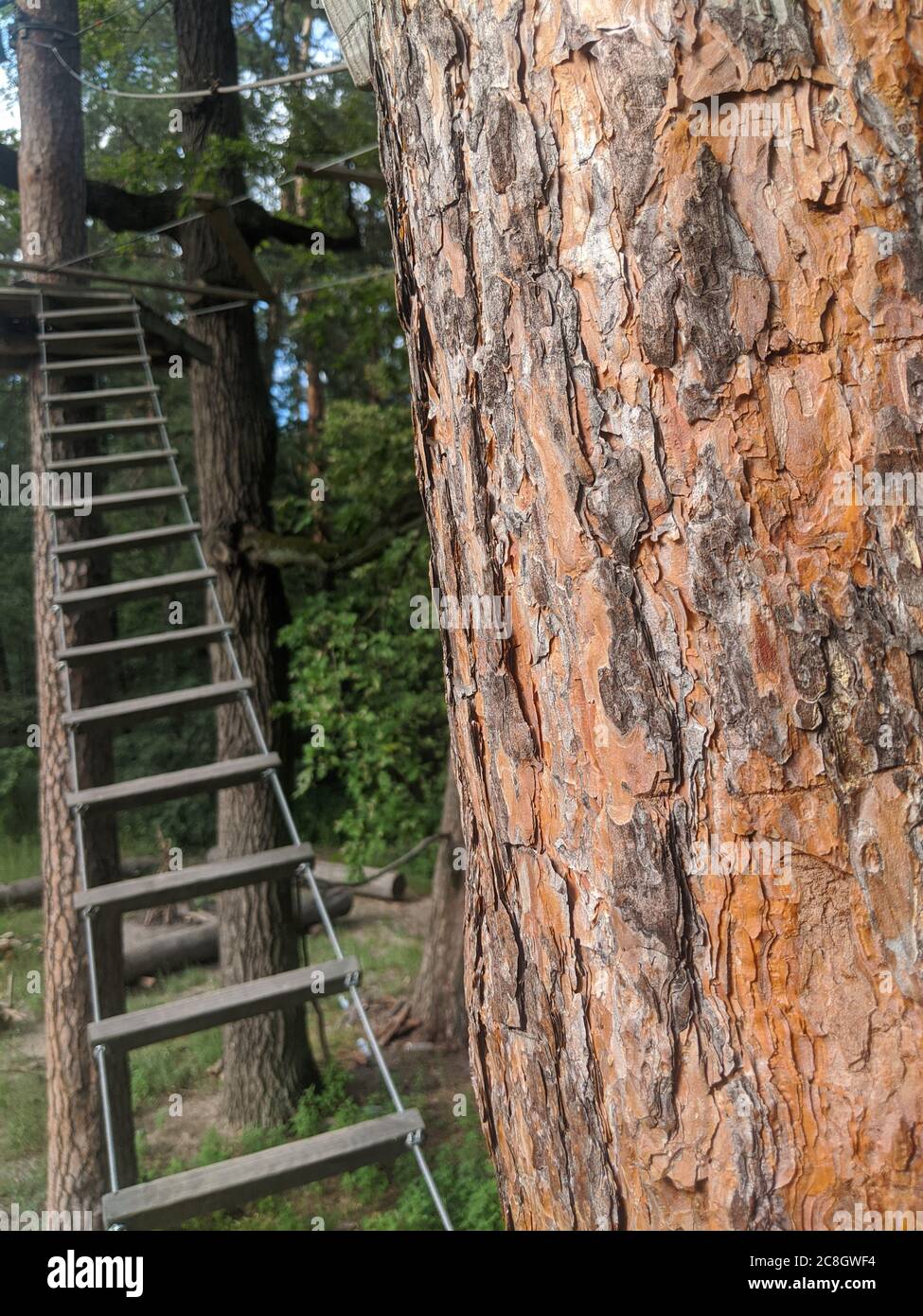 Corteccia di gambo di foresta di albero vicino con scala di corda sullo sfondo Foto Stock