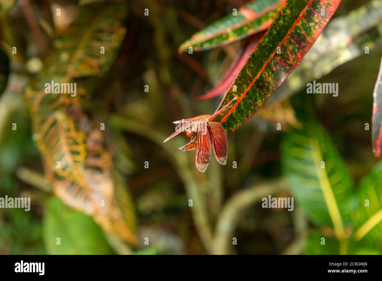 Vista della Foresta delle scimmie sacre a Ubud Foto Stock