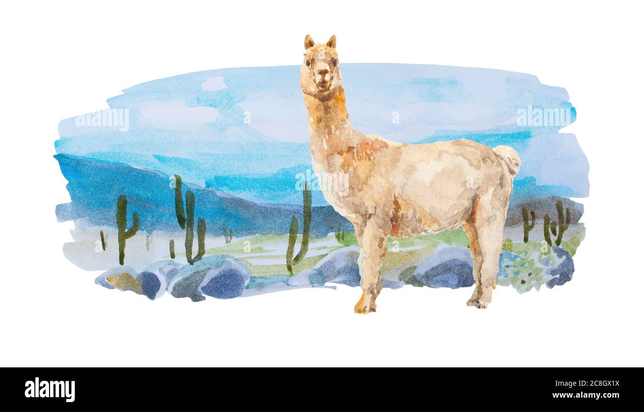 Divertente Alpaca su sfondo acquerello con cactus deserto, pietre e montagne . Paesaggio astratto originale sud-americano, isolato su bianco Foto Stock
