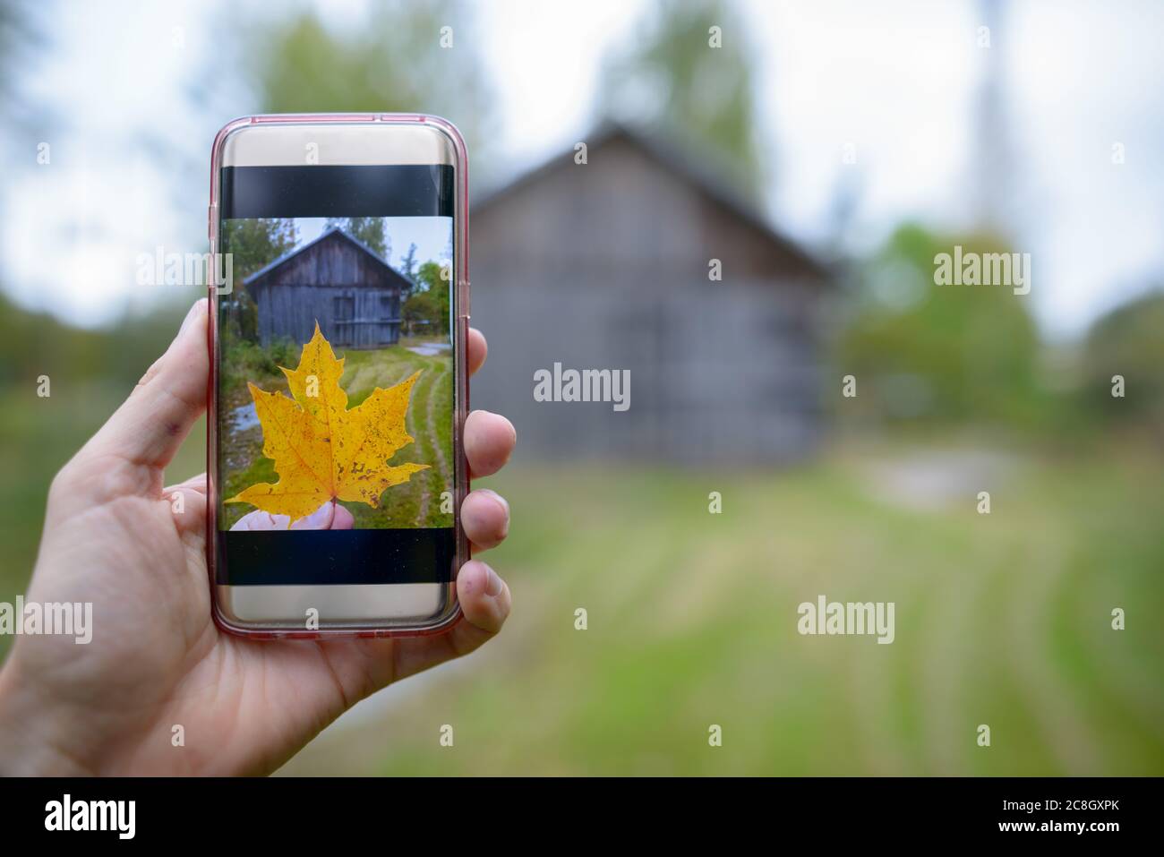 Telefono cellulare con foto di foglia d'acero autunno preso contro vista di cottage in legno Foto Stock