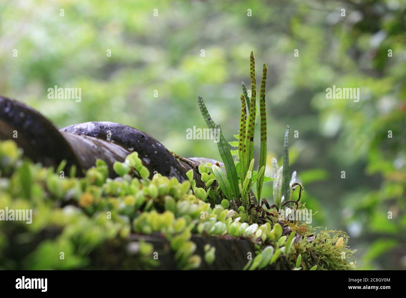 Primo piano di alcune piante di felce nella zona ricreativa della foresta nazionale di Mingchi a Taiwan Foto Stock