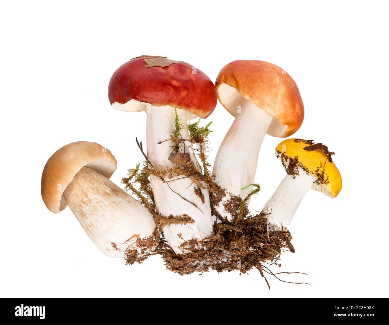 Funghi isolati su sfondo bianco. Varietà di funghi crudi tagliati. Funghi della foresta selvaggia. Funghi Cepe autunno. Foto Stock